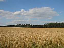 typische Gegend in Mecklenburg-Vorpommern